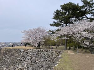 Featured image of post 桜 探索